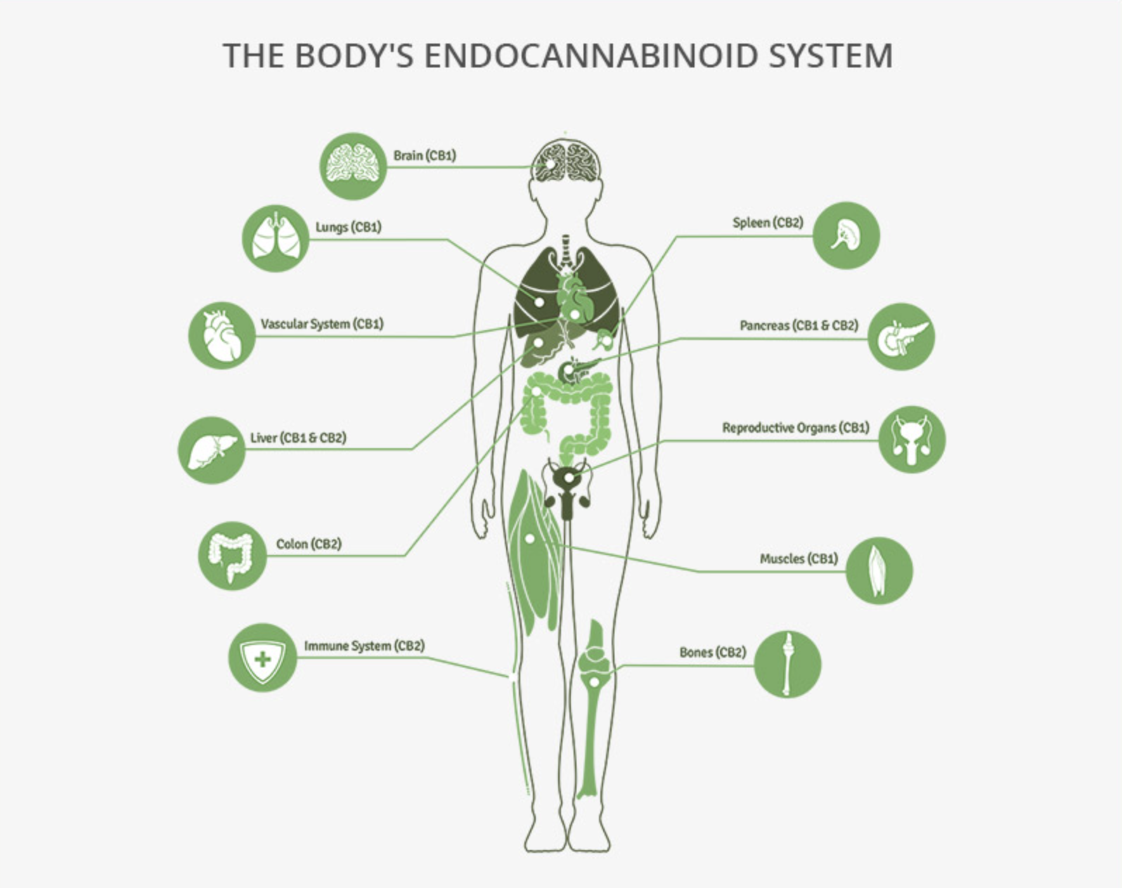 sistema endocanabinoide