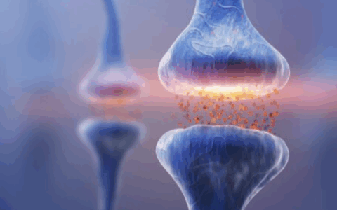 sistema endocanabinoide