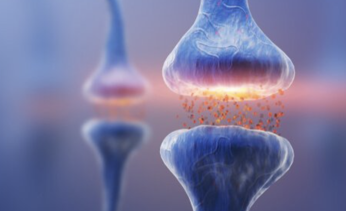 sistema endocanabinoide